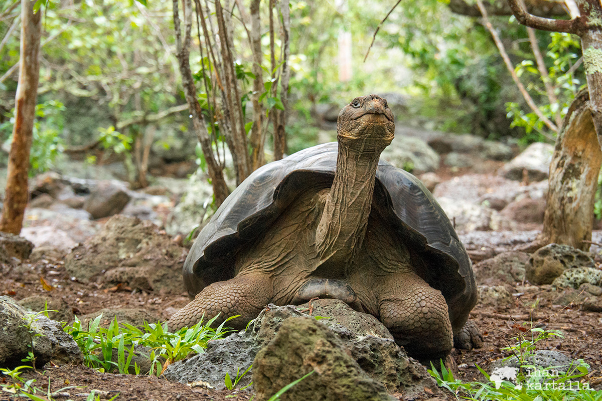 12-9-galapagos-giant-tortoise
