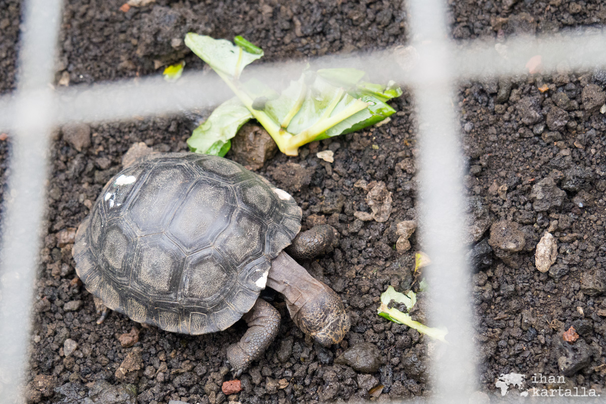 12-9-galapagos-san-cristobal-baby-tortoise