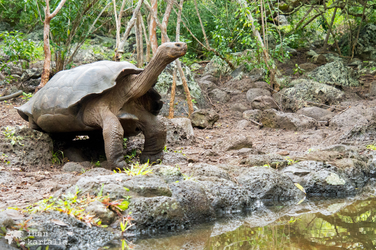 12-9-galapagos-san-cristobal-galapagos-giant-turtle