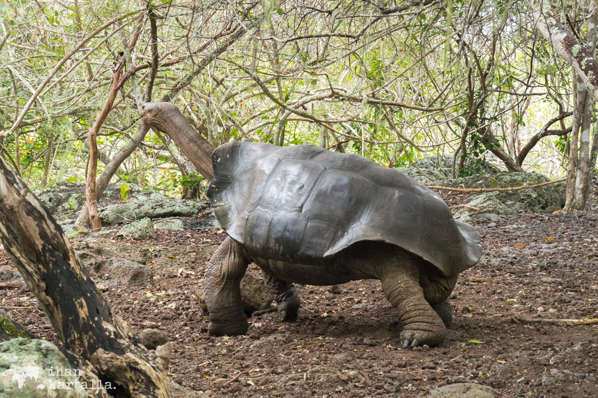 12-9-galapagos-san-cristobal-giant-tortoise