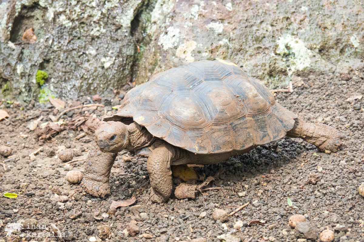 12-9-galapagos-san-cristobal-young-tortoise